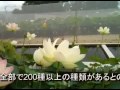 蓮の花見本園の一般公開日に撮影できました。