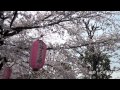 文理台の桜